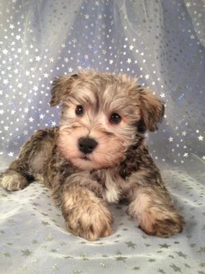Iowa Schnoodle Breeders with a litter Born March 6th 2013 Ready Now! Shipping for only $150 to most airports!